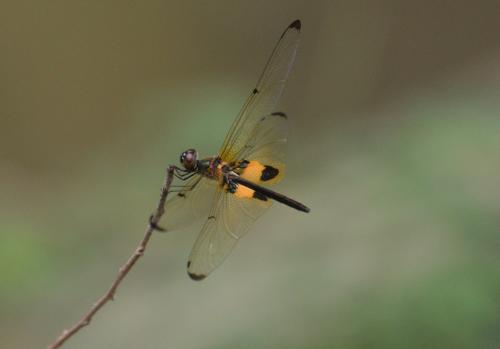Rhyothemis phyllis