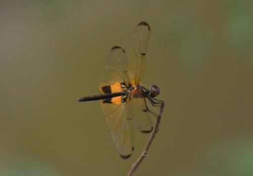 Rhyothemis phyllis