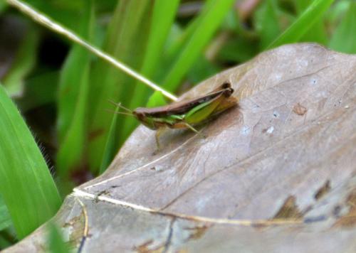 Spathosternum prasiniferum