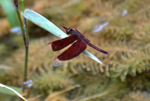 Neurothemis fluctuans