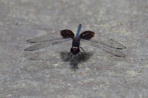 Tyriobapta torrida