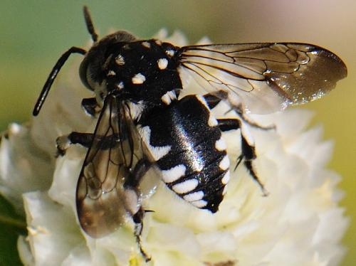 Thyreus sp.