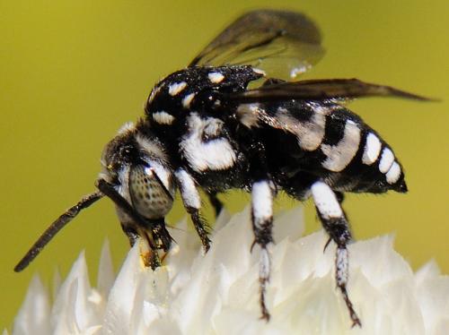 Thyreus sp.