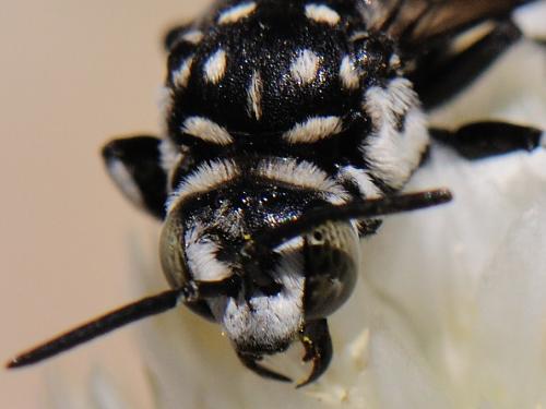 Réf. 80 238 : Thyreus sp.
