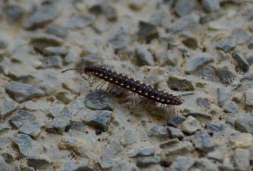 Réf. 80 855 : Orthomorpha coarctata