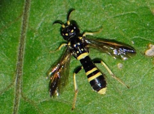 Allantus viennensis