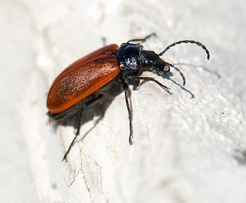 Réf. 80 419 : Omophlus lepturoides