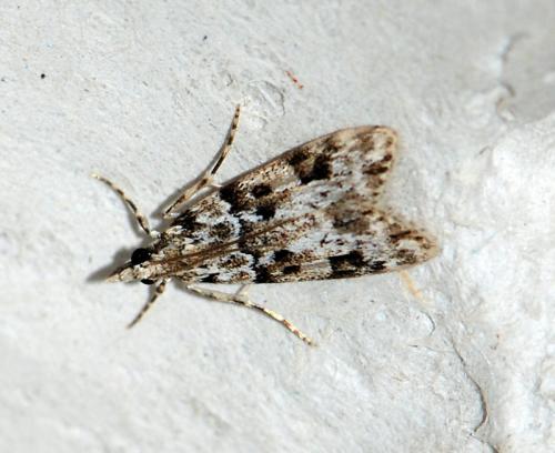 Eudonia delunella