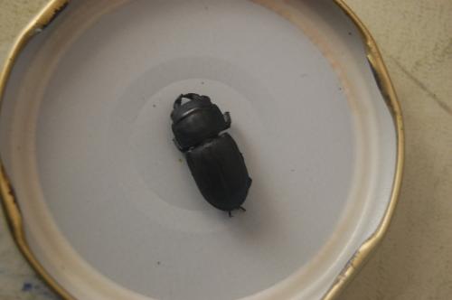 Réf. 80 363 : Dorcus parallelipipedus