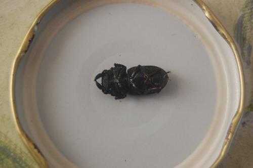 Réf. 80 364 : Dorcus parallelipipedus