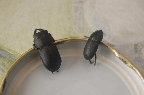 Réf. 80 365 : Dorcus parallelipipedus