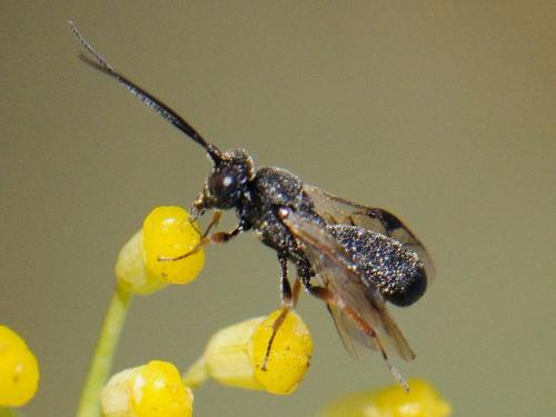 Chelonus sp.