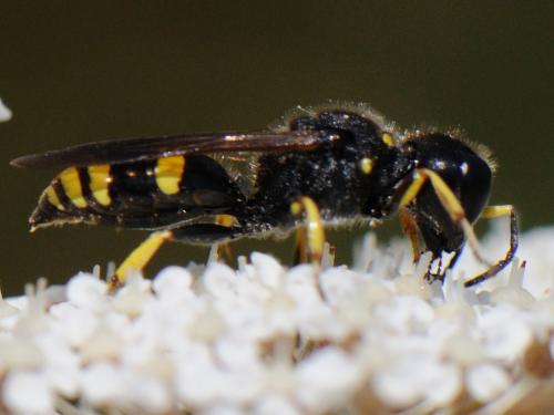 Réf. 80 181 : Ectemnius continuus punctatus