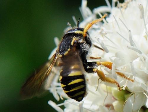 Trachusa integra