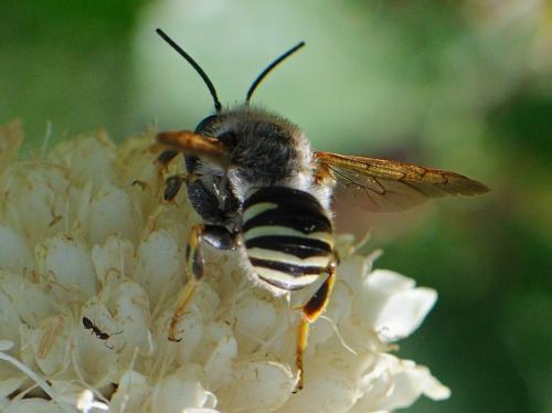 Réf. 80 909 : Trachusa interrupta