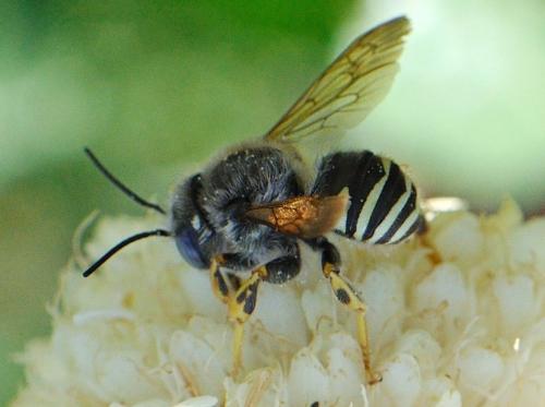 Réf. 80 910 : Trachusa interrupta