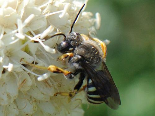 Réf. 80 959 : Trachusa interrupta