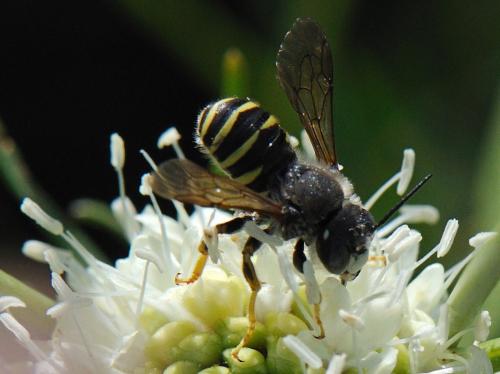 Réf. 80 960 : Trachusa interrupta