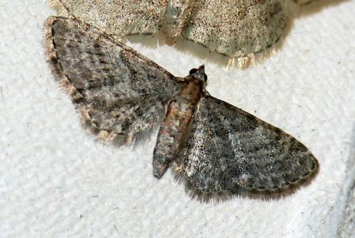 Réf. 80 400 : Eupithecia haworthiata