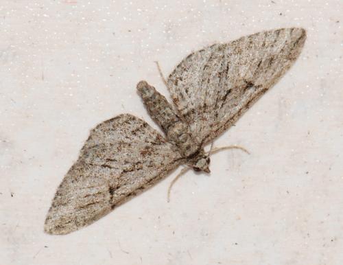 Eupithecia oxycedrata