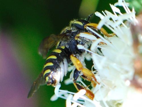 Trachusa integra