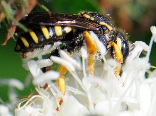 Trachusa integra