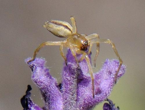 Réf. 80 205 : Cheiracanthium sp.
