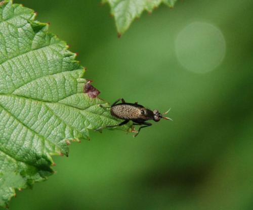 Coremacera marginata