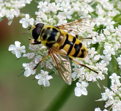 Réf. 80 813 : Myathropa florea