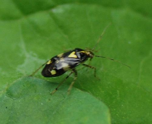 Liocoris tripustulatus