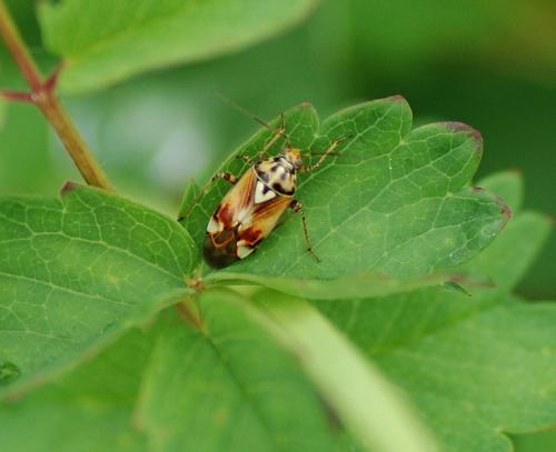 Lygus sp.