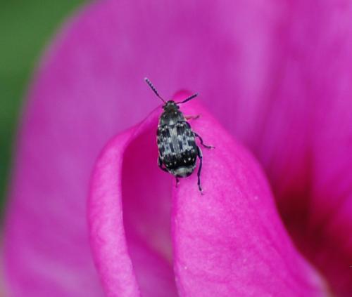 Bruchus affinis