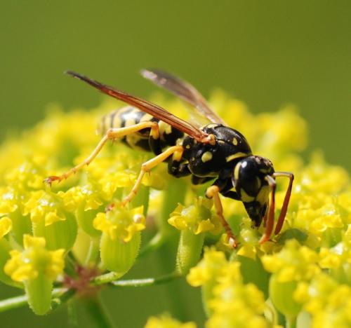 Polistes sp.