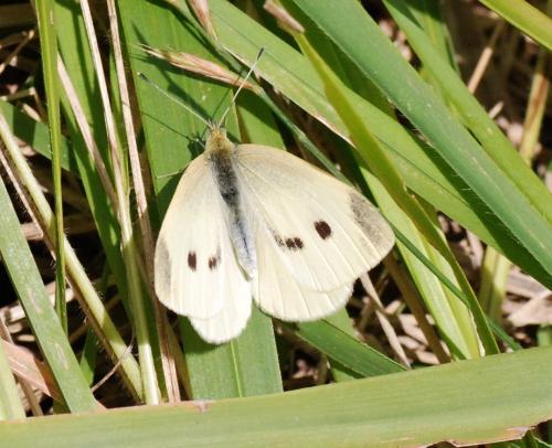 Pieris rapae