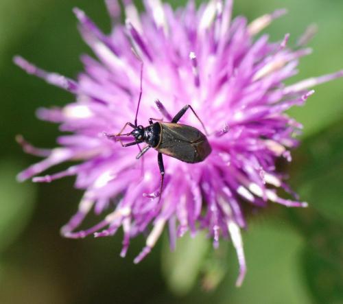 Réf. 80 304 : Adelphocoris seticornis