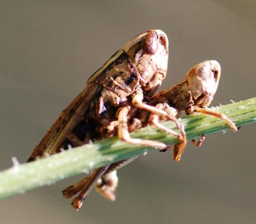 Euchorthippus sp.