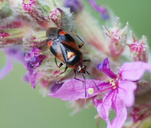 Réf. 80 398 : Deraeocoris ruber