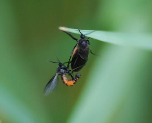 Sciara sp.