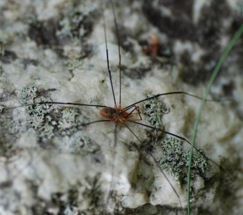 Phalangium opilio