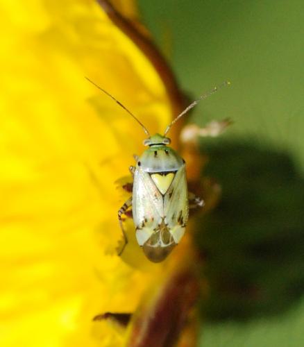 Lygus sp.