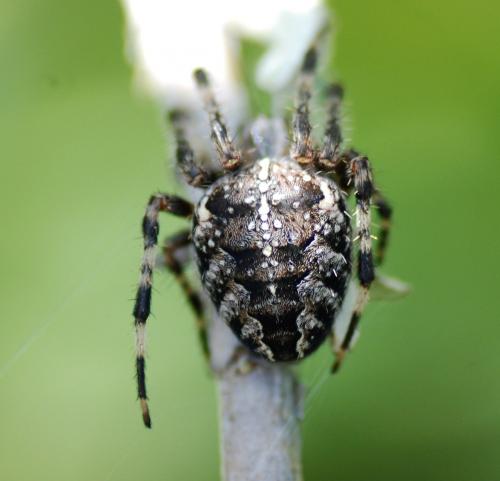 Araneus diadematus