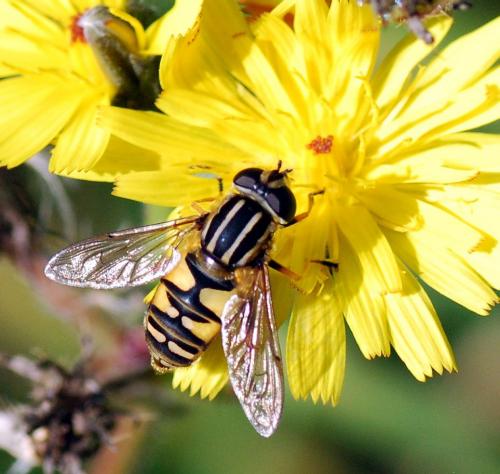 Réf. 80 814 : Helophilus pendulus