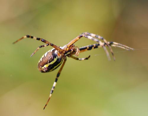 Argiope bruennichi
