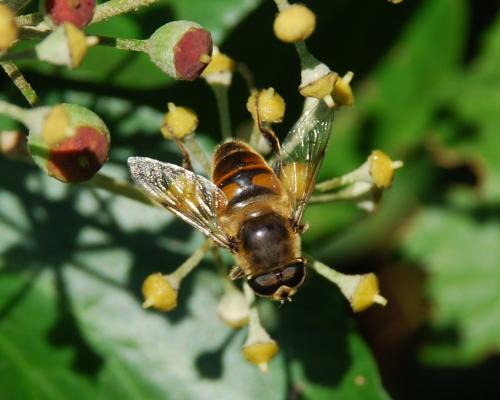 Eristalis tenax