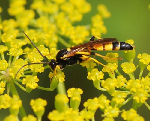 Réf. 80 183 : Ichneumon xanthorius