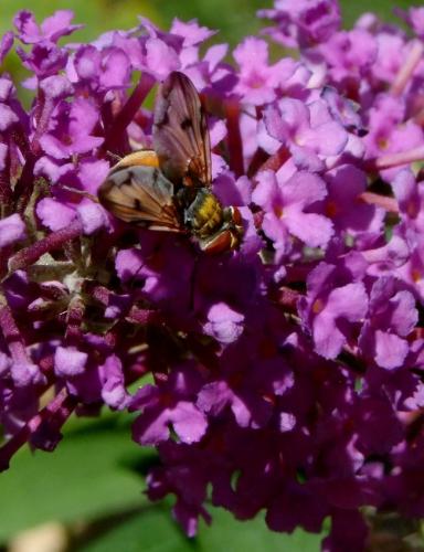 Ectophasia crassipennis