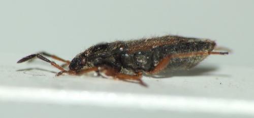 Réf. 80 572 : Megalonotus hirsutus