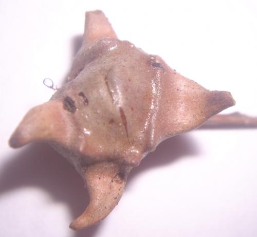 Andricus sp.