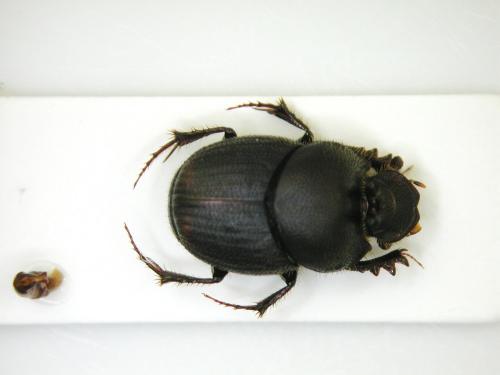Onthophagus furcatus