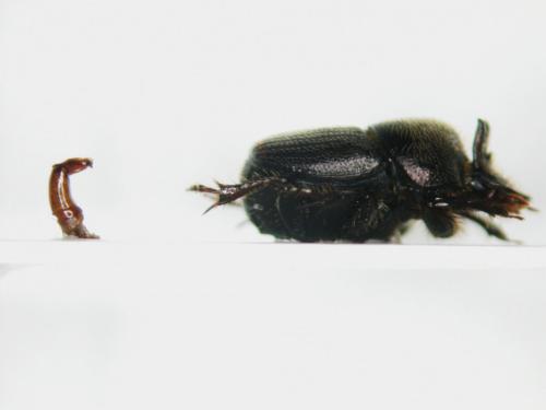 Onthophagus furcatus